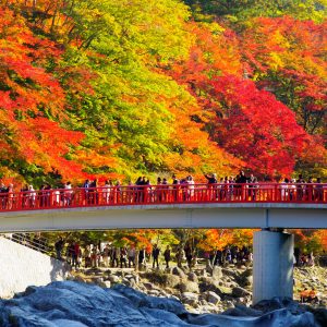 Tour Nhật Bản giá rẻ 5N4Đ ( 2026)