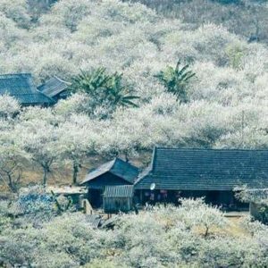 Tour Mai Châu Mộc Châu Sapa giá rẻ 2026