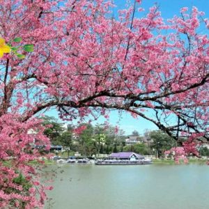 Tour Đà Lạt Tết 3 ngày 2 đêm 2027