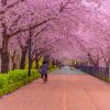 Tour Hàn Quốc giá rẻ 5N4Đ 2026