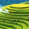 Tour Mù Cang Chải từ Nha Trang